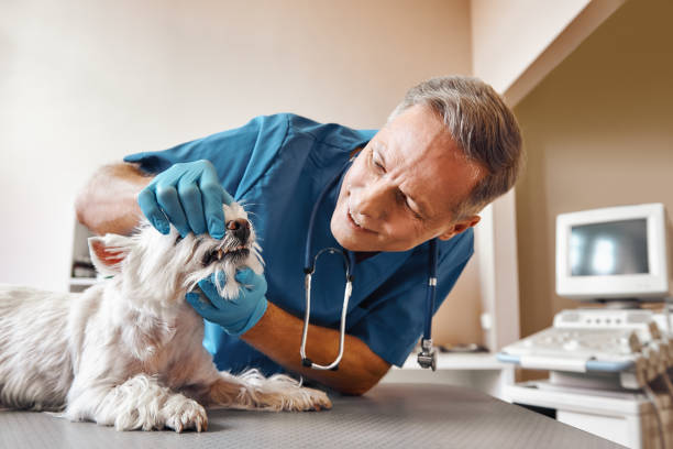 Best Cosmetic Emergency Dentistry in Gloverville, SC